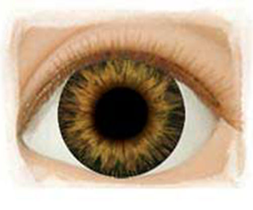 Real Eyes 22mm Sunrise Brown